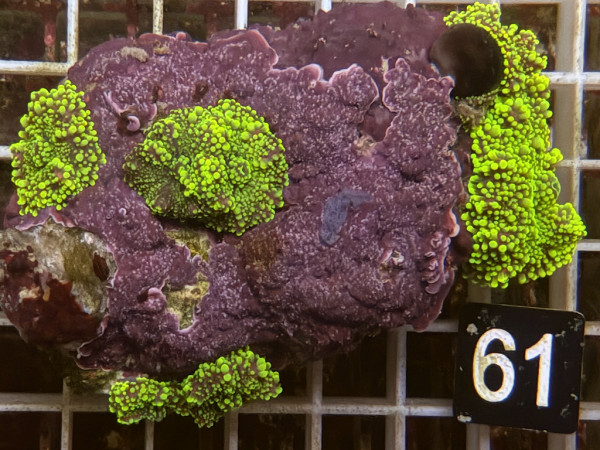 Ricordea yuma - Yuma Scheibenanemonen neon (61)