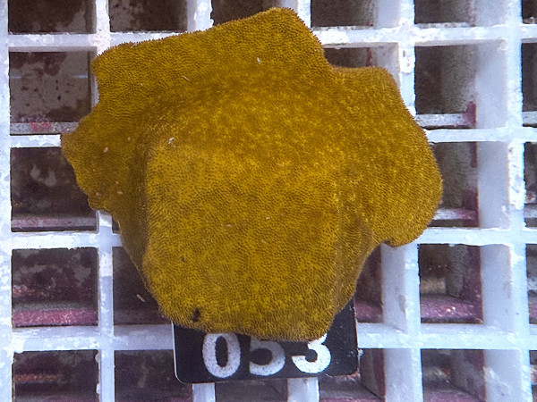 Psammocora sp. - oange (053)