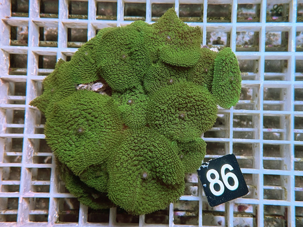 Rhodactis spec. (86)