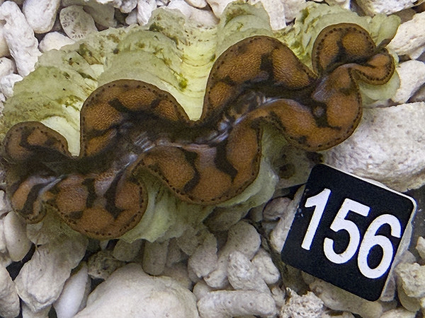 Tridacna maxima 7-8 cm (156)