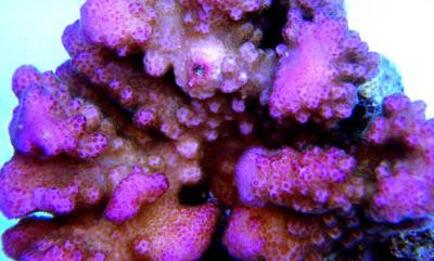 Pocillopora verrucosa - Buschkoralle (E 01444/18)