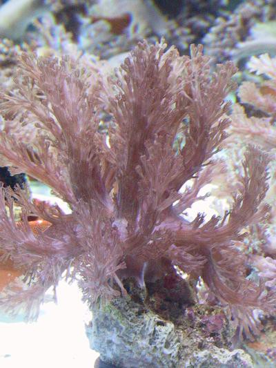 Cespitularia spec. - Cespitularia