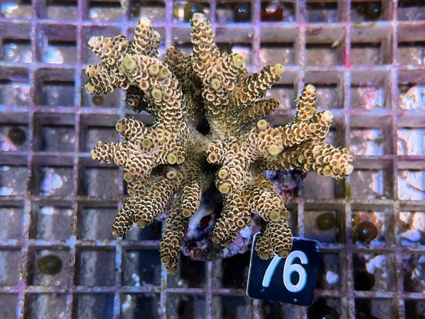 Acropora millepora (76)