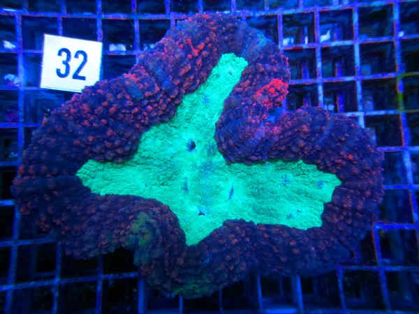 Lobophyllia spec. (32)
