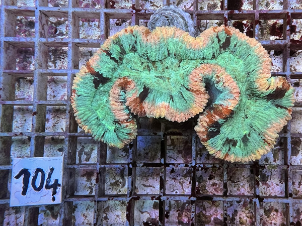 Trachyphyllia geoffroyi multicolor (104)