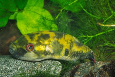 Tetraodon cutcutia - Glühaugen Kugelfisch