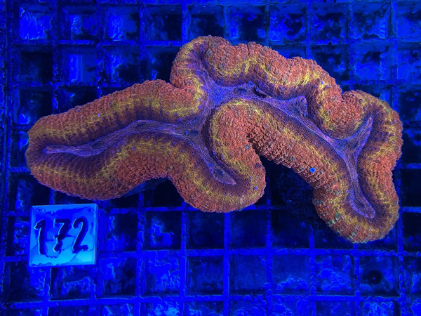 Lobophyllia spec. - Hirnkoralle rainbow (172)