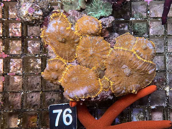 Rhodactis cf. inchoata - Fussel-Scheibenanemonen, orange (76)