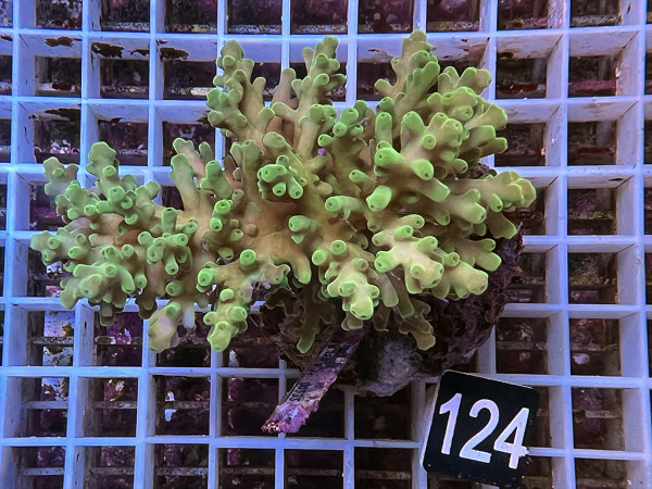 Acropora echinata (124)