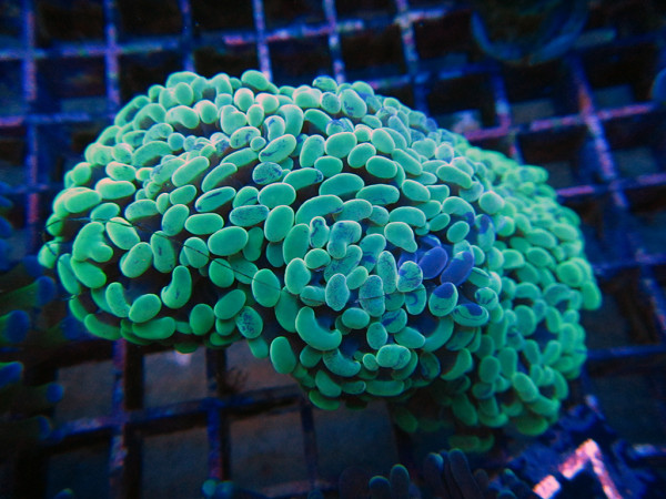 Euphyllia paraancora - Hammerkoralle
