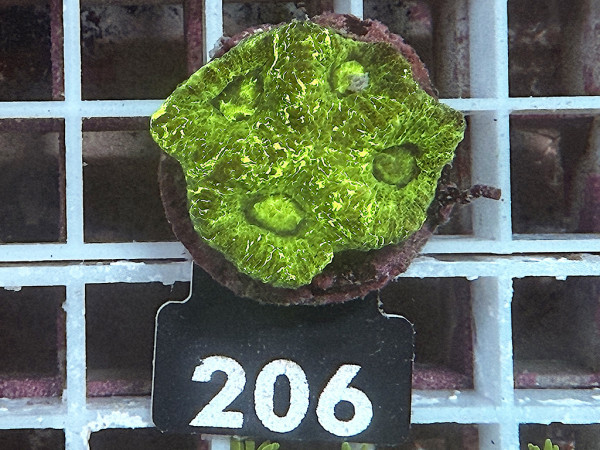 Favites spec. - ultra (286)