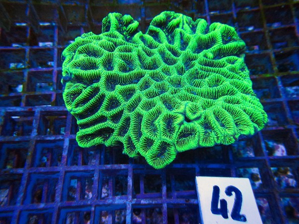 Goniastrea spec. (42)