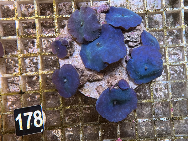 Discosoma spec. - Scheibenanemonen, blau (178)