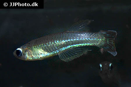 Poropanchax luxophthalmus - Filament Leuchtaugenfisch