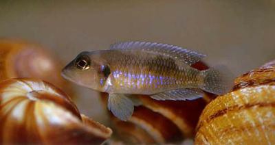 Lamprologus ocellatus - NZ
