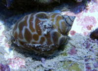 Babylonia sp. - Orangepunkt-Schnecke Babylonia sp. - Orangepunkt-Schnecke