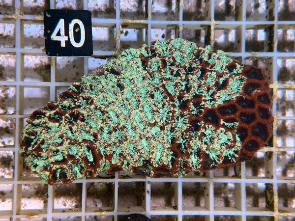 Favites spec. (40)