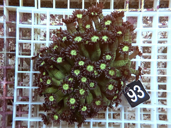 Goniopora spec. blue green (93)
