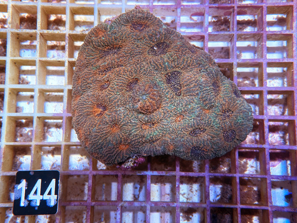 Acanthastrea echinata (144)