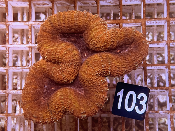 Lobophyllia spec. (103)