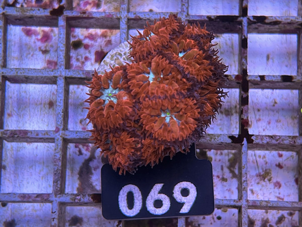 Blastomussa merleti - Blastomussa rot Frag (069)