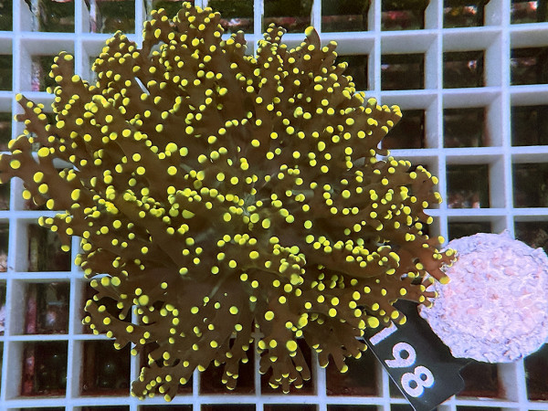 Euphyllia yaeyamaensis gold Einzelpolyp(198)