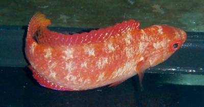Cirrhilabrus rubripinnis - RoterZwerglippfisch