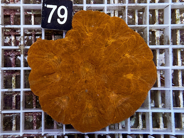 Acanthastrea bowerbanki (79)