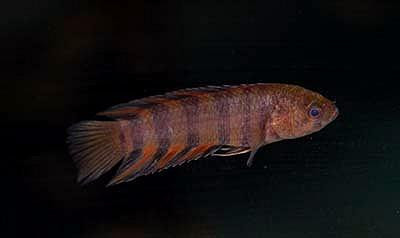 Microctenopoma ansorgii - Orange-Buschfisch