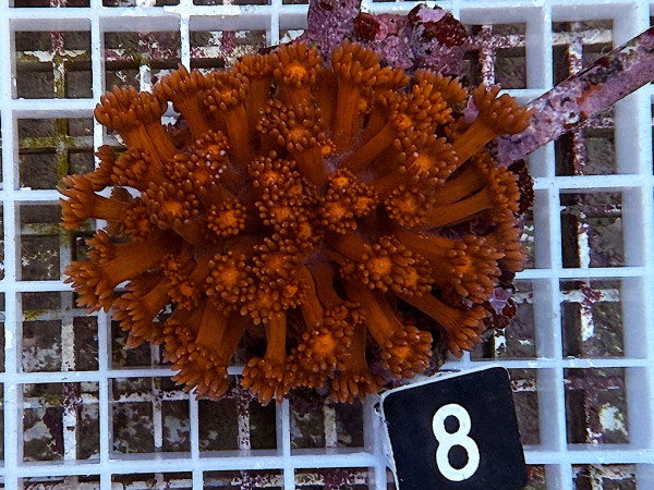 Goniopora spec. red (8)
