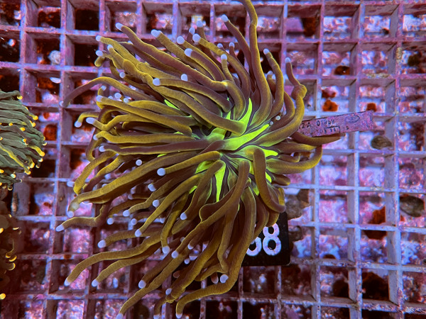 Euphyllia glabrescens GoldenTorch Einzelpolyp (38)