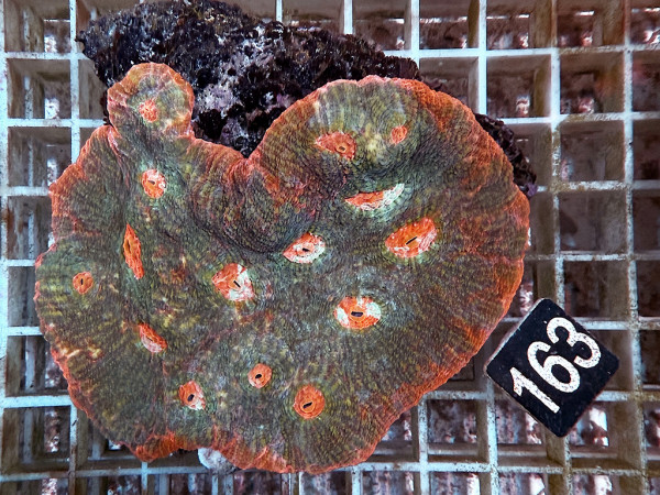 Echinophyllia spec. - Chalice ultra (163)