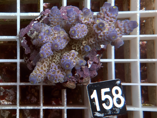 Acropora tenuis (158)