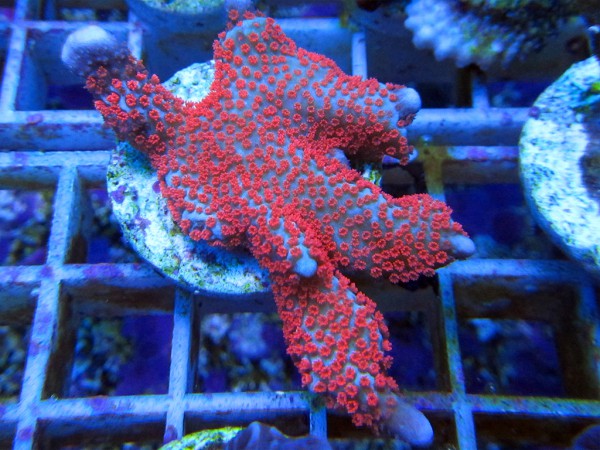 Montipora spec. - Montipora Bubble Gum Frag