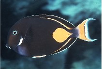 Acanthurus achilles - Achilles-Doktorfisch