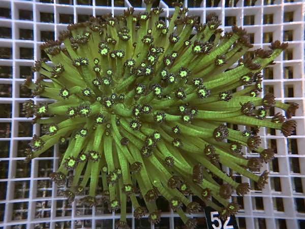 Goniopora spec. blue green (52)