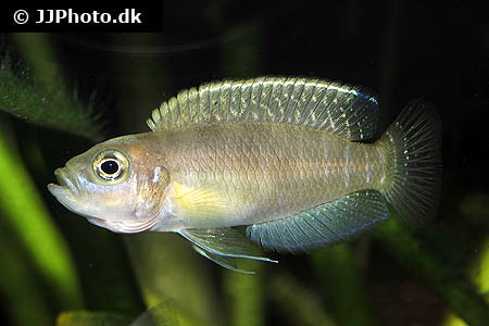 Neolamprologus brevis - Ikola F1
