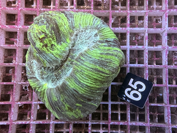 Trachyphyllia geoffroyi neon green (65)