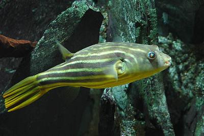 Tetraodon lineatus - Nilkugelfisch