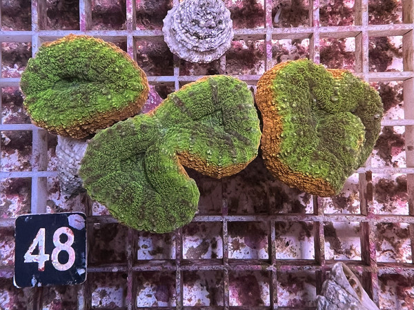 Lobophyllia spec. - Hirnkoralle ultra (48)