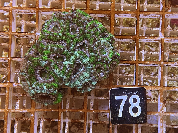 Acanthastrea spec. ultra (78)