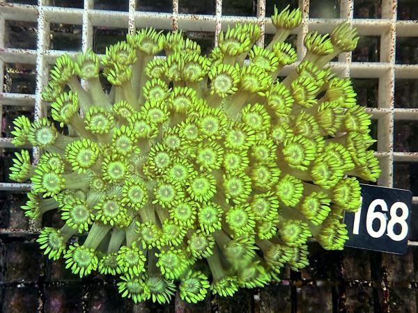 Goniopora spec. neon (168)