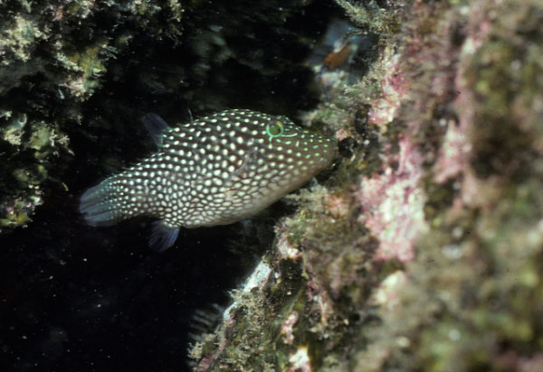 Canthigaster punctatissima - Pünktchen-Spitzkopfkugelfisch
