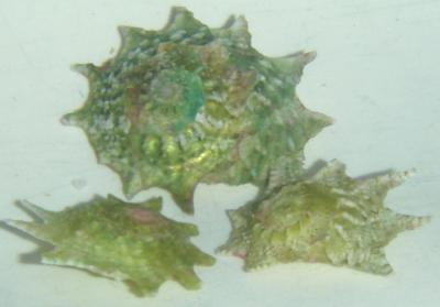Astralium phoebia - Stern-Turbanschnecke, Karibik