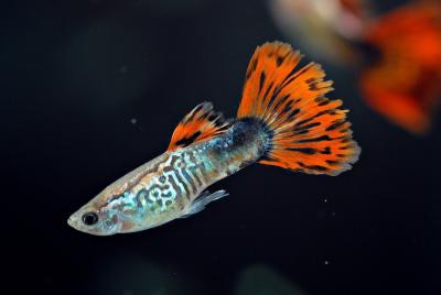 Poecilia reticulata - Snakeskin Rot Guppy Männchen
