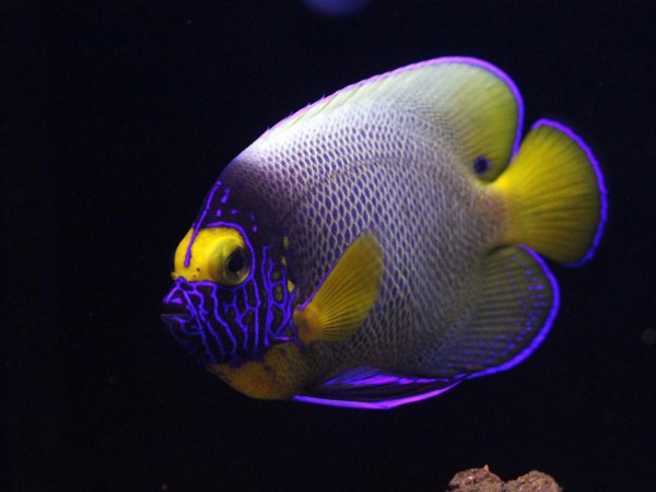 Pomacanthus xanthometopon - Blaukopf-Kaiserfisch juvenile