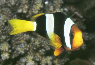 Amphiprion clarkii - Clarks Anemonenfisch