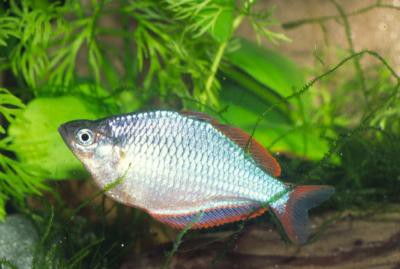 Melanotaenia praecox - Diamant Regenbogenfisch