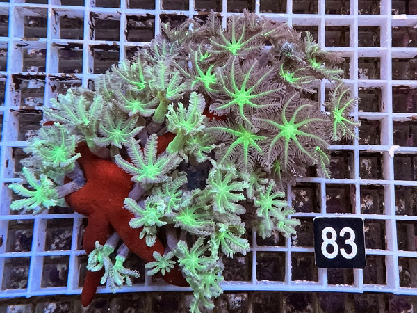 Clavularia spec. - Stolonifera, neon green (82)