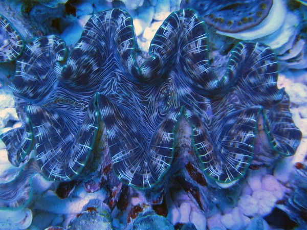 Tridacna squamosina